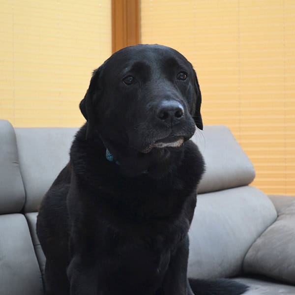 cooper